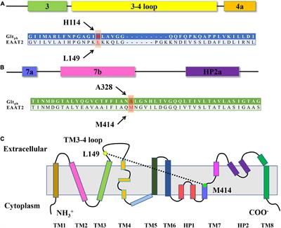 The Conformationally Sensitive Spatial Distance Between the TM3-4 Loop and Transmembrane Segment 7 in the Glutamate Transporter Revealed by Paired-Cysteine Mutagenesis